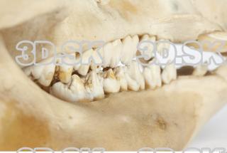 Skull Boar - Sus scrofa 0066